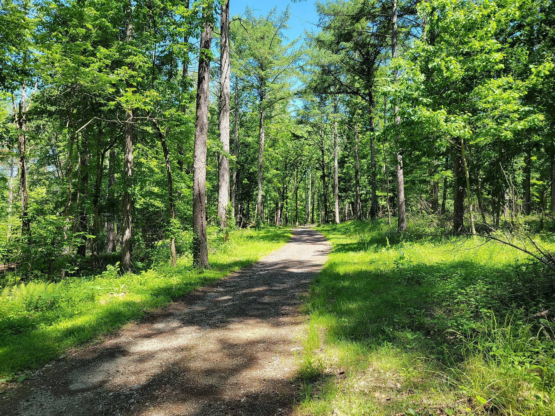 Nathan Hale State Forest