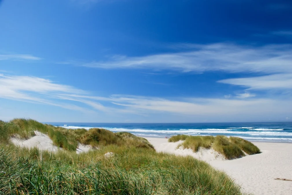 Nehalem Bay State Park 90 Grassy dunes above the beach and blue Pacific at Nehalem Bay State Park, Oregon