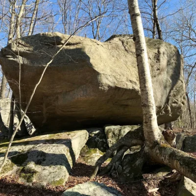 Nehantic State Forest
