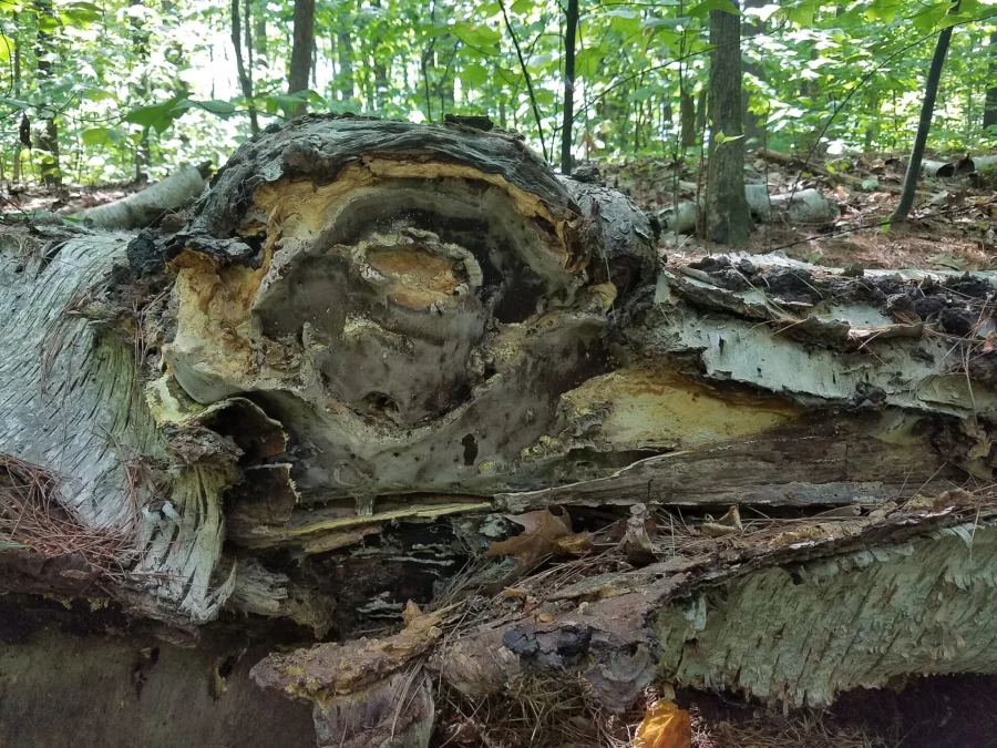 Niquette Bay State Park (Vermont)