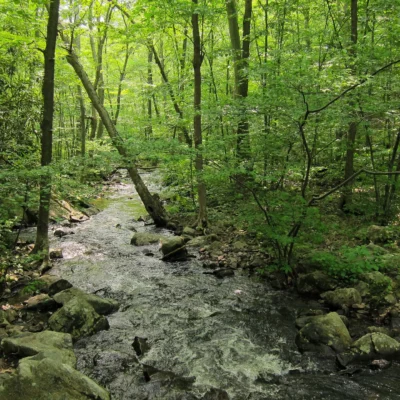 Norvin Green State Forest