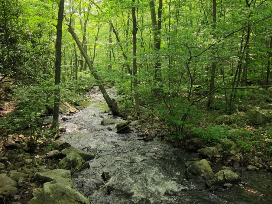 Norvin Green State Forest (New-Jersey)