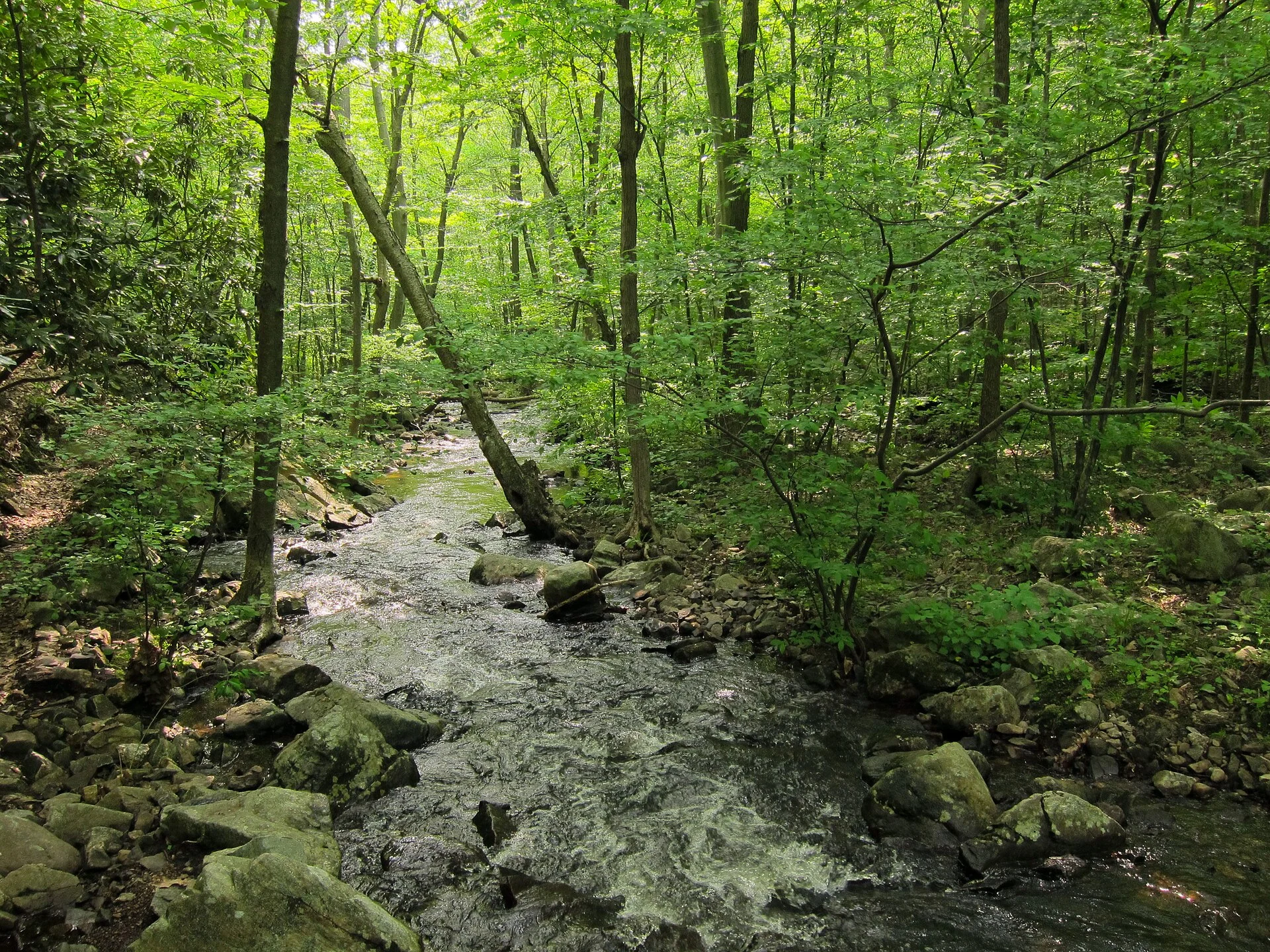 Norvin Green State Forest