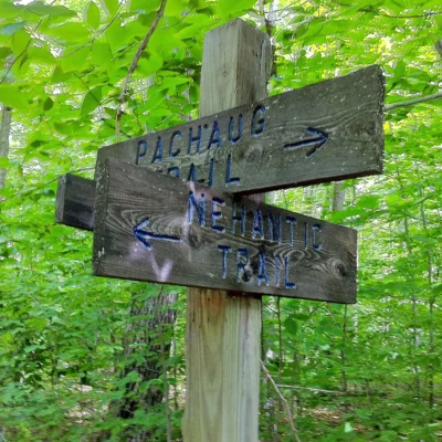 Pachaug State Forest