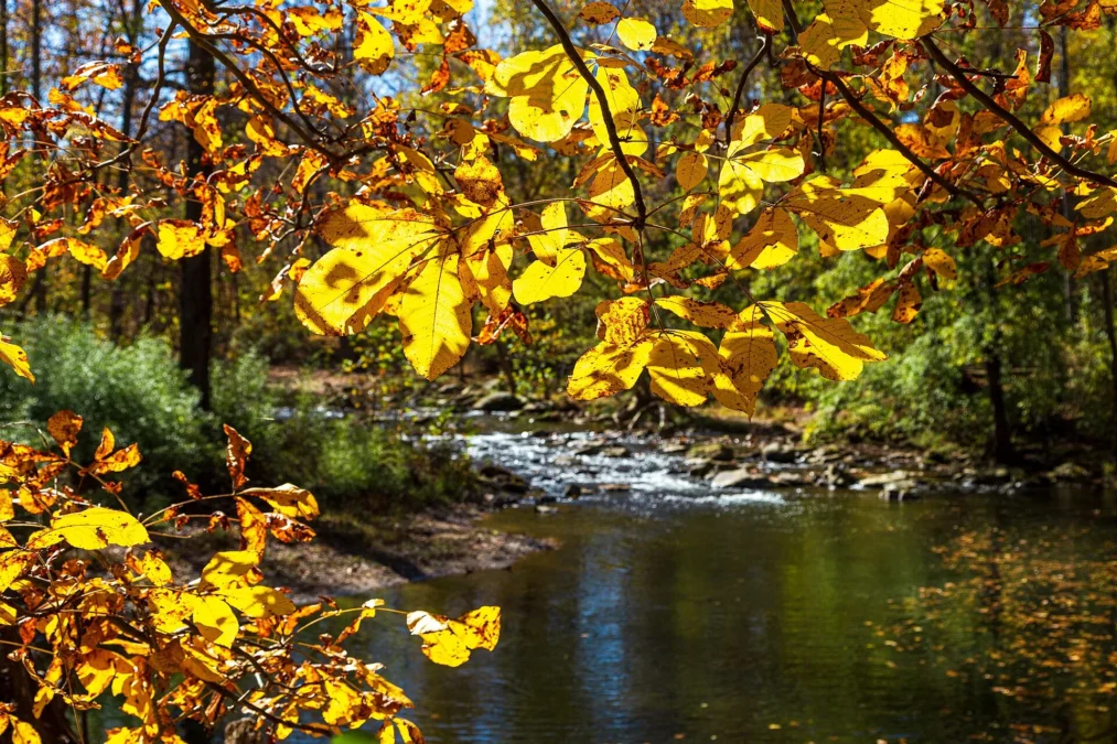 Patapsco Valley State Park 20 Golden autumn leaves above the Patapsco River in Patapsco Valley State Park, Maryland
