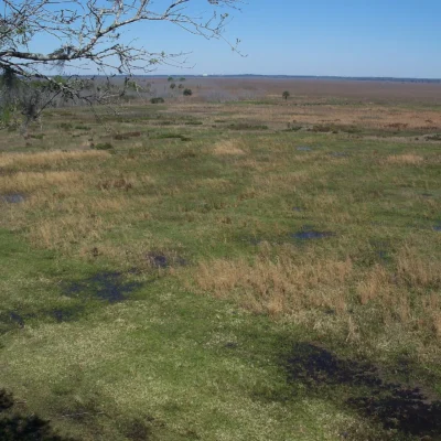 Paynes Prairie Preserve State Park