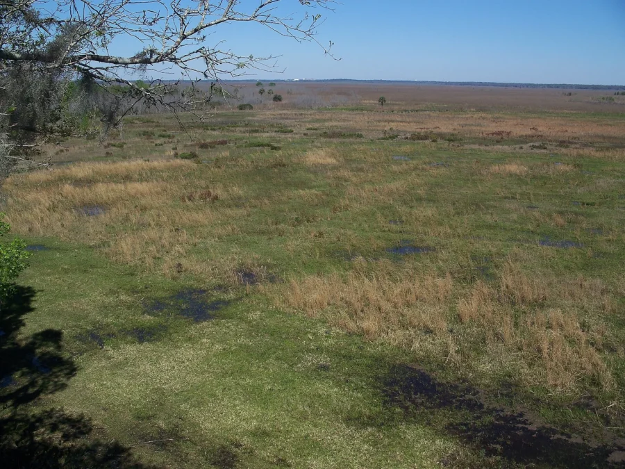 Wide wet prairie of grasses and marsh at Paynes Prairie Preserve State Park, Florida