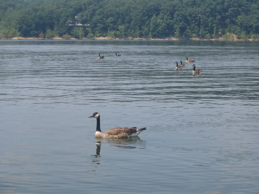 Canada geese on Lake Monroe at Paynetown State Recreation Area, Indiana