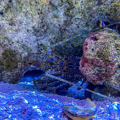 Pennekamp Coral Reef State Park