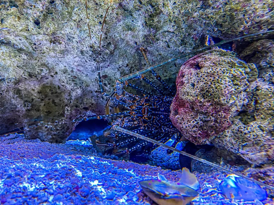 Pennekamp Coral Reef State Park (Florida)