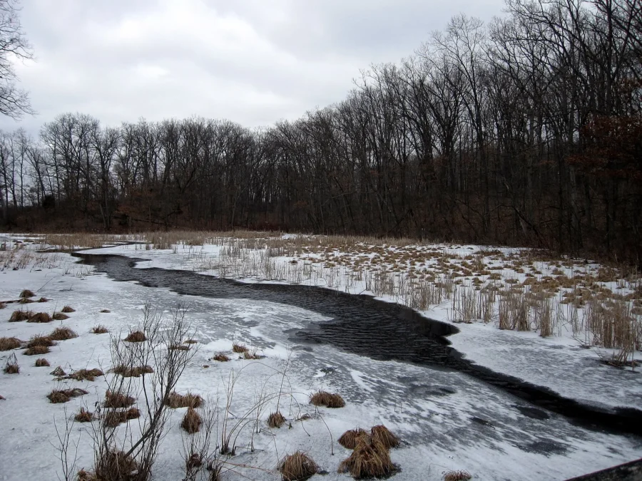 Partly frozen stream winding through snowy marsh and bare woods, Pinckney State Recreation Area, Michigan