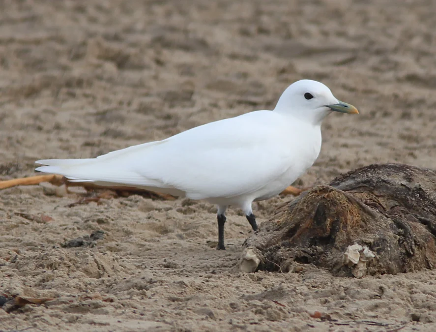 Pismo State Beach (California)
