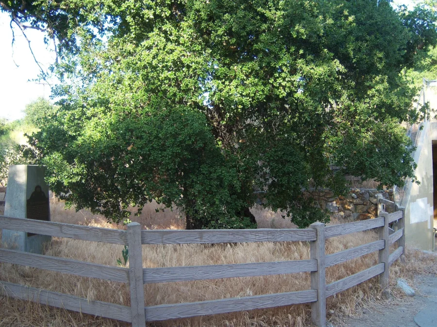 Placerita Canyon State Park 160 Oak of the Golden Dream behind a wooden fence with its historical marker, Placerita Canyon State Park, California