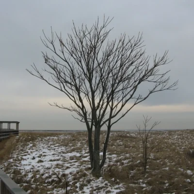 Plum Island State Reservation