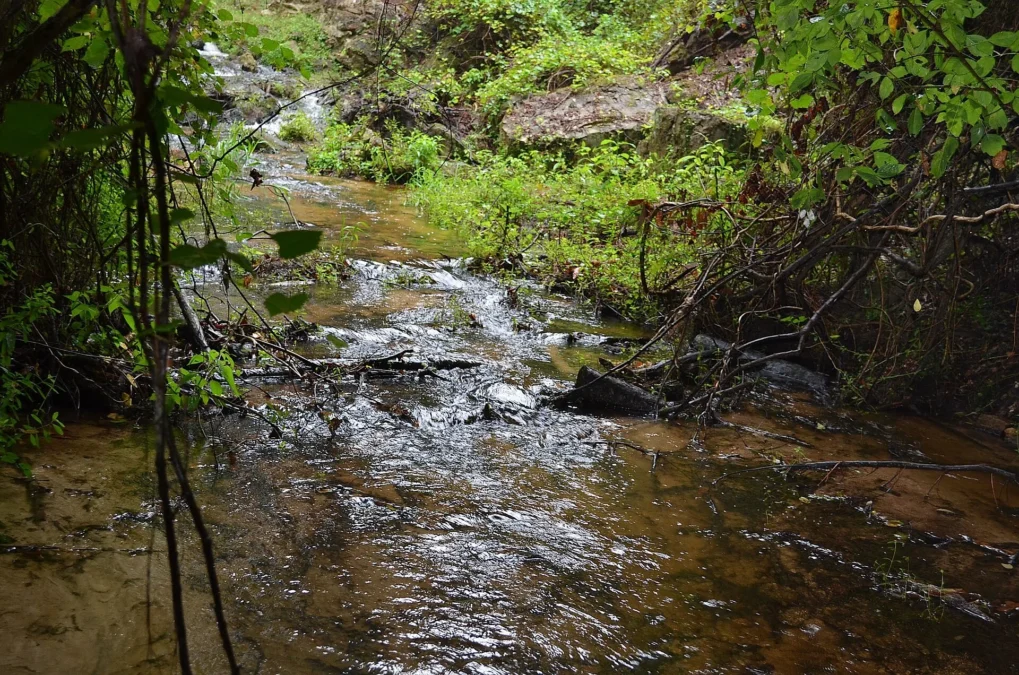 Poinsett State Park (South Carolina)