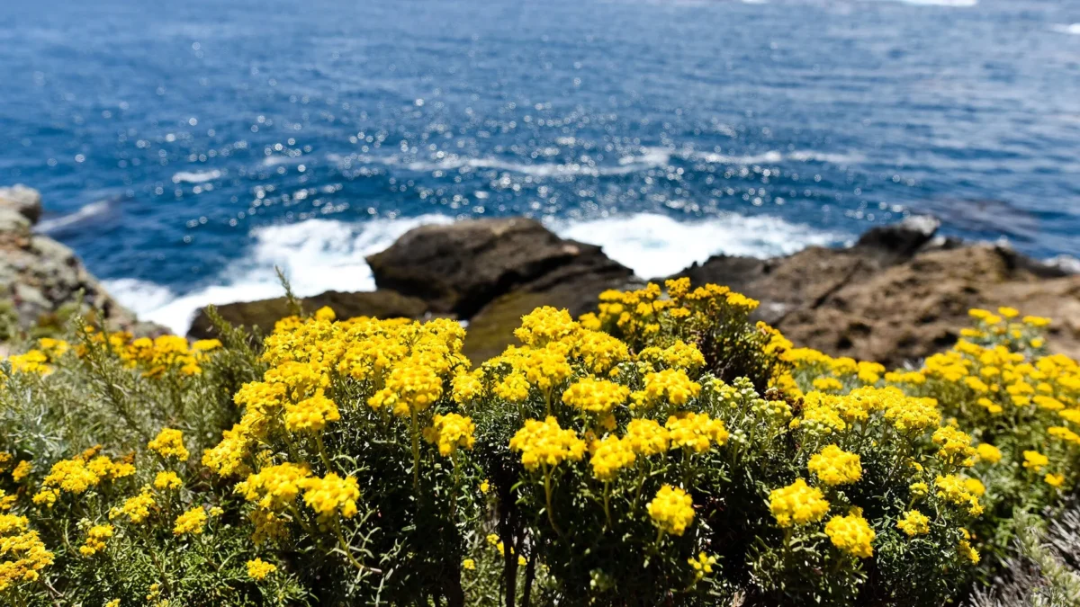 Point Lobos State Natural Reserve 163 Yellow wildflowers on the rocky shore of Point Lobos State Natural Reserve, California
