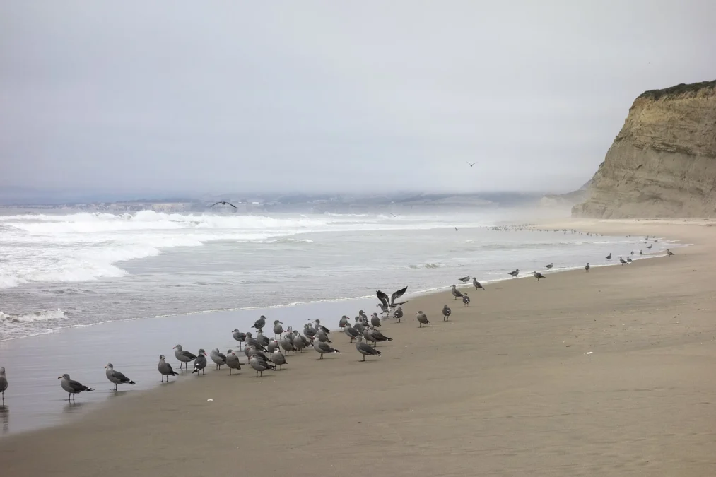 Pomponio State Beach (California)