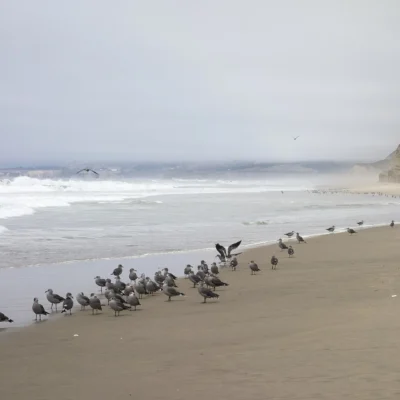 Pomponio State Beach