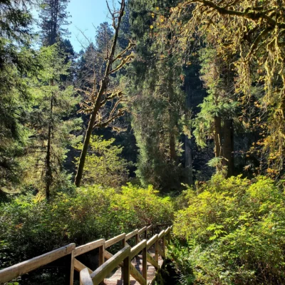 Prairie Creek Redwoods State Park