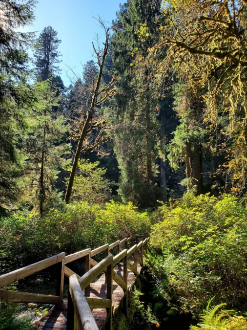Prairie Creek Redwoods State Park (California)