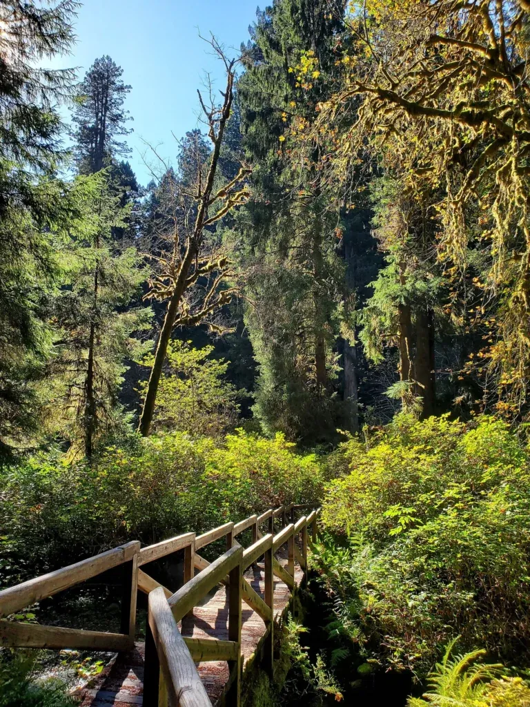 Prairie Creek Redwoods State Park