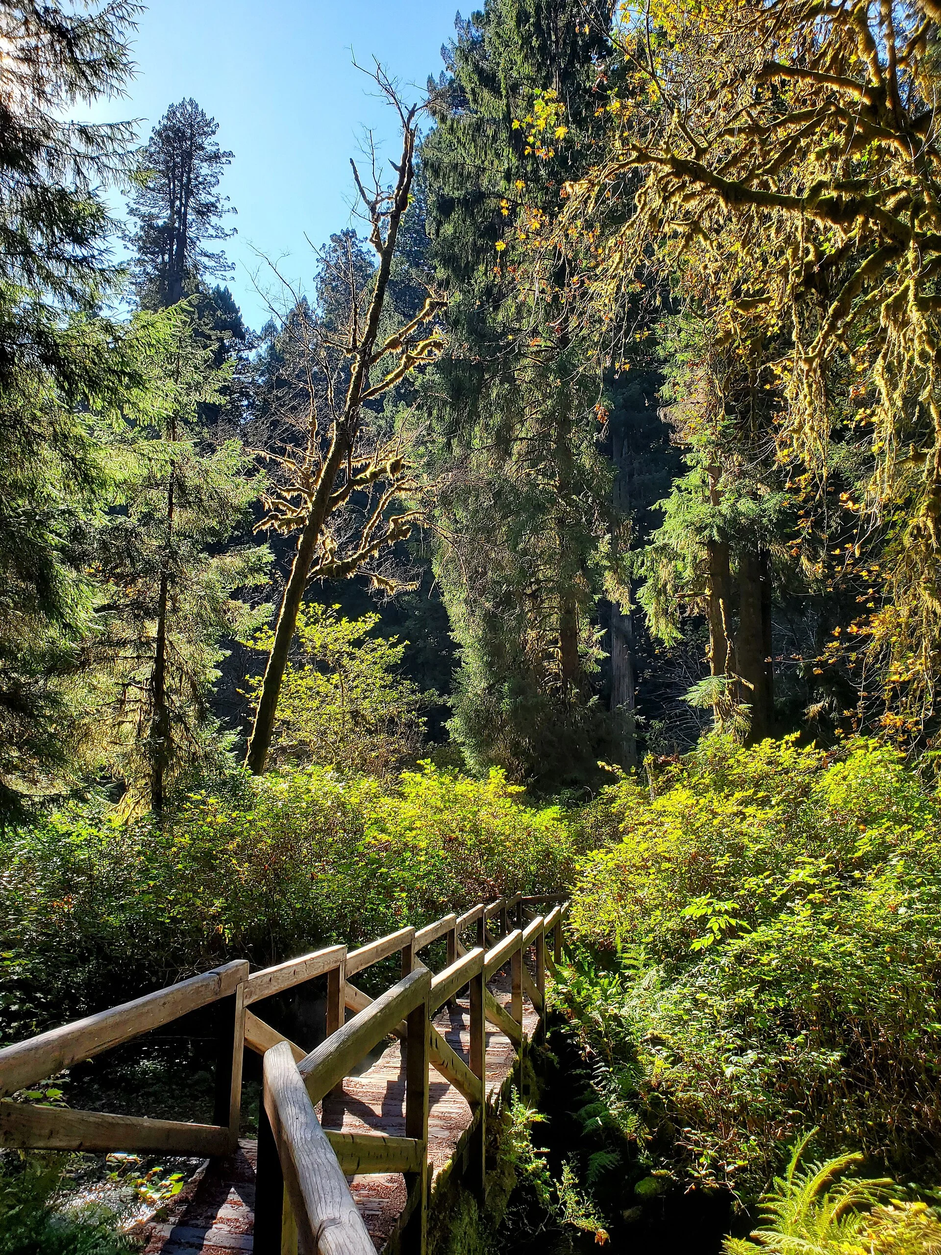 Prairie Creek Redwoods State Park
