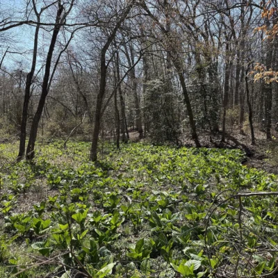 Rancocas State Park