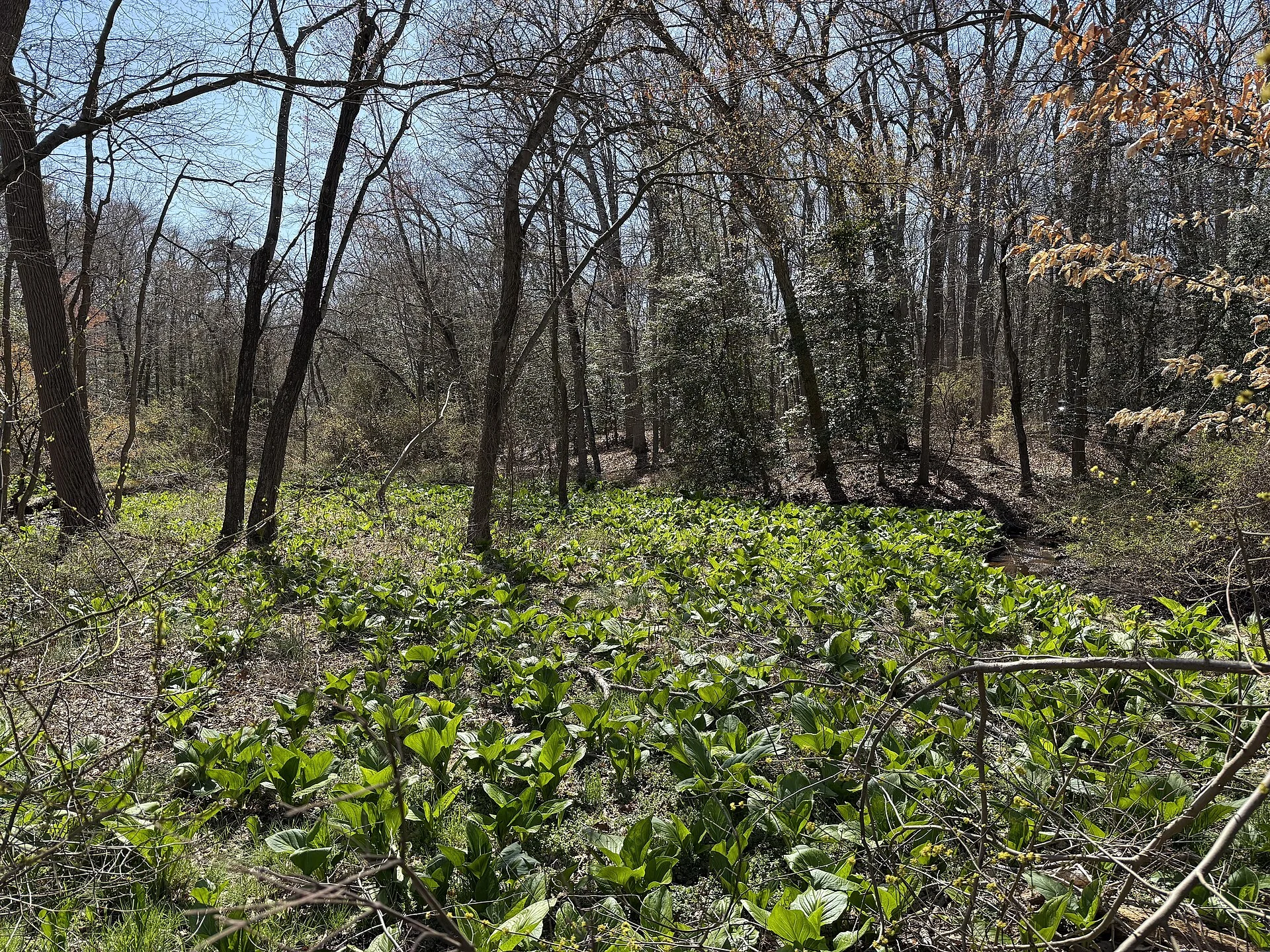 Rancocas State Park