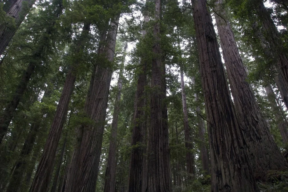 Coastal redwood landscape in Redwood National and State Parks, California