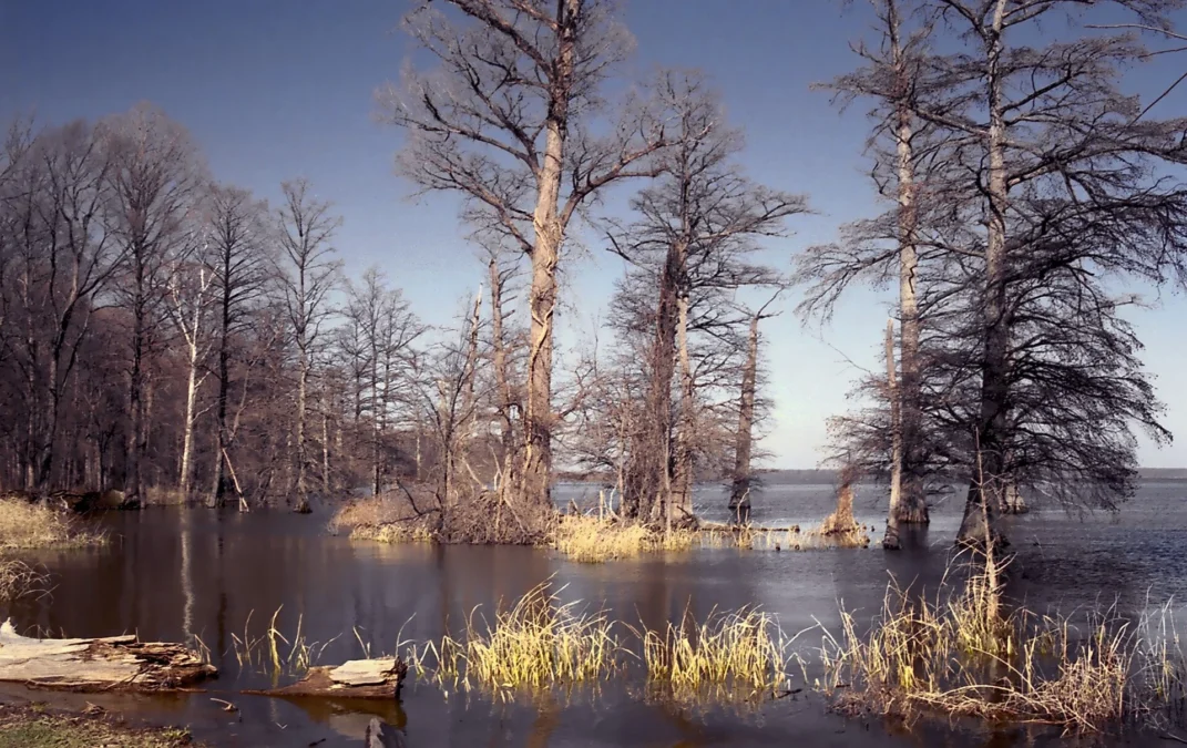 Reelfoot Lake State Park (Tennessee)
