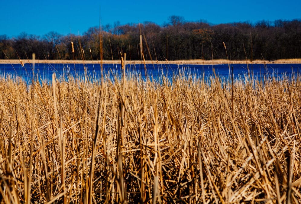 Rice Lake State Park 11 Golden cattails along the shoreline of Rice Lake at Rice Lake State Park, Minnesota, with blue water and a tree line in the background