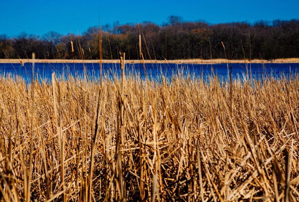 Golden cattails along the shoreline of Rice Lake at Rice Lake State Park, Minnesota, with blue water and a tree line in the background
