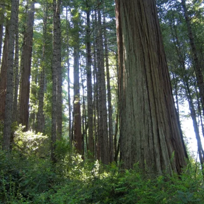 Richardson Grove State Park