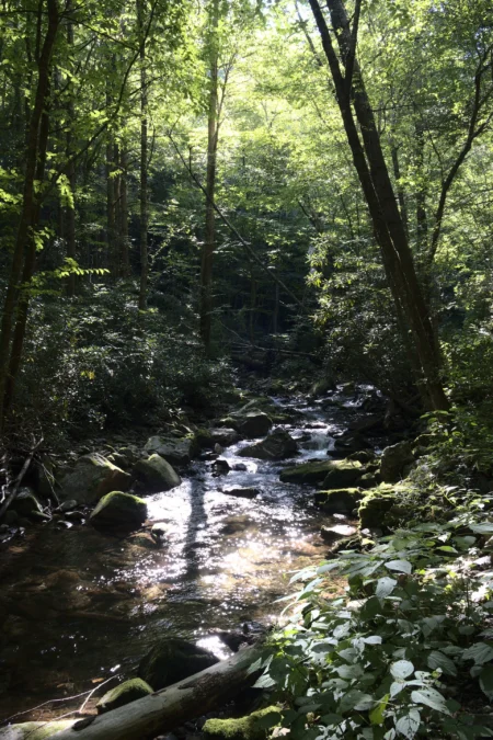 Rocky Fork State Park (Tennessee)