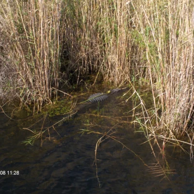 Royal Palm State Park