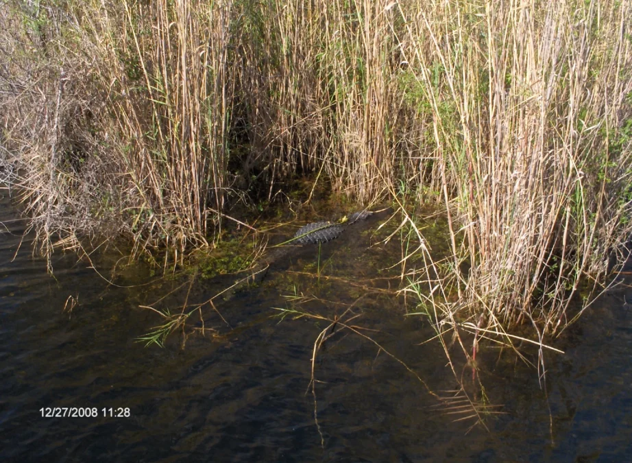 Royal Palm State Park (Florida)