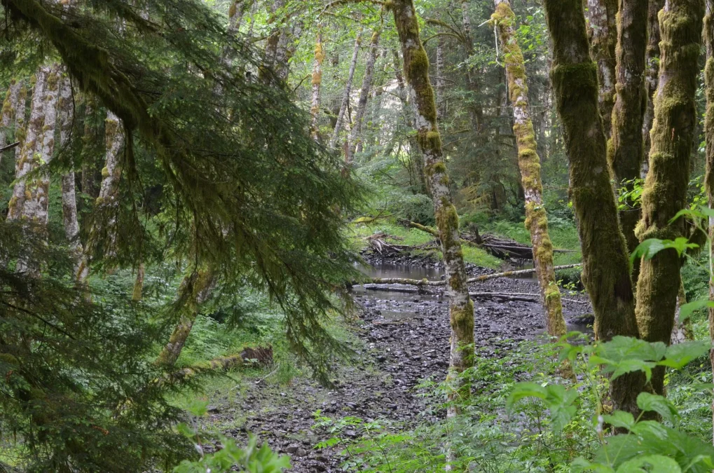 Saddle Mountain State Natural Area (Oregon)