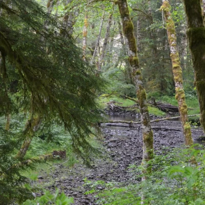 Saddle Mountain State Natural Area