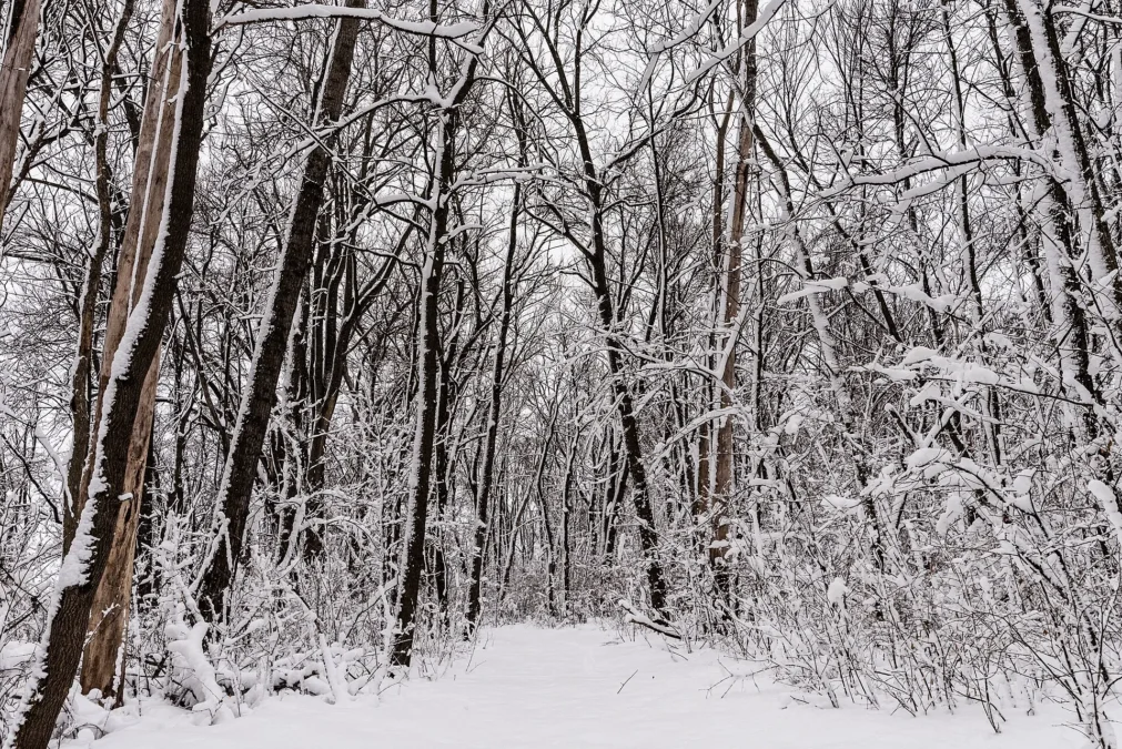 Snow-laden hardwood forest along a winter trail in Sakatah Lake State Park, Minnesota