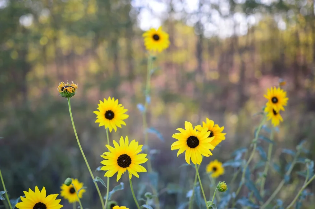 Sand Hills State Park (Kansas)