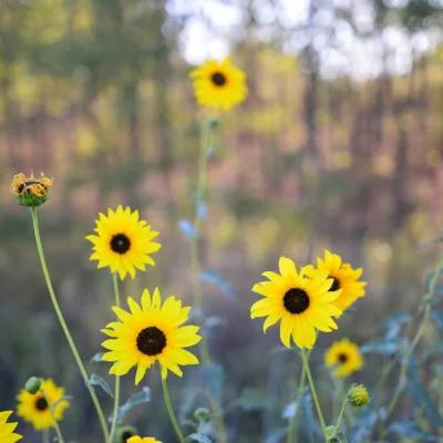 Sand Hills State Park