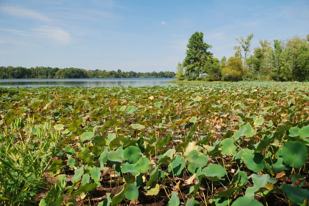 Sangchris Lake State Park (Illinois)