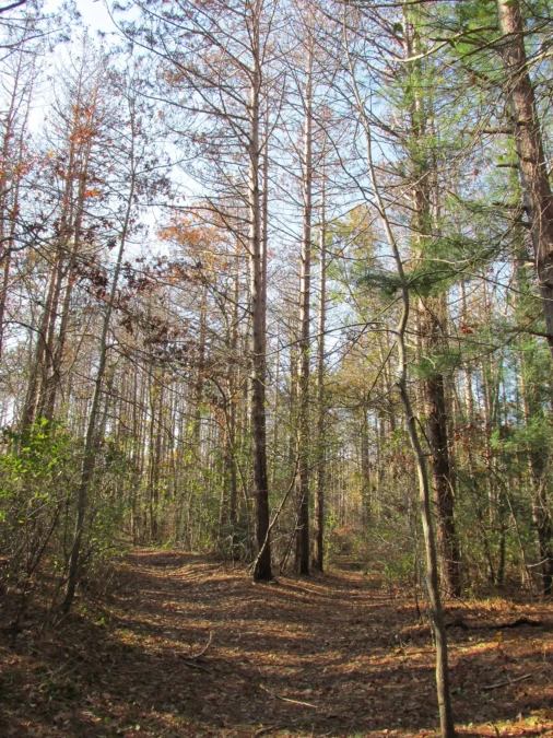 Shawme-Crowell State Forest (Massachusetts)