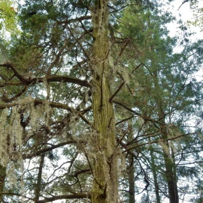 Singletary Lake State Park