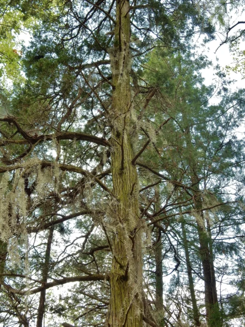 Singletary Lake State Park (North Carolina)