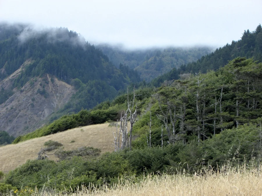 Sinkyone Wilderness State Park 224 Sinkyone Wilderness State Park (California)