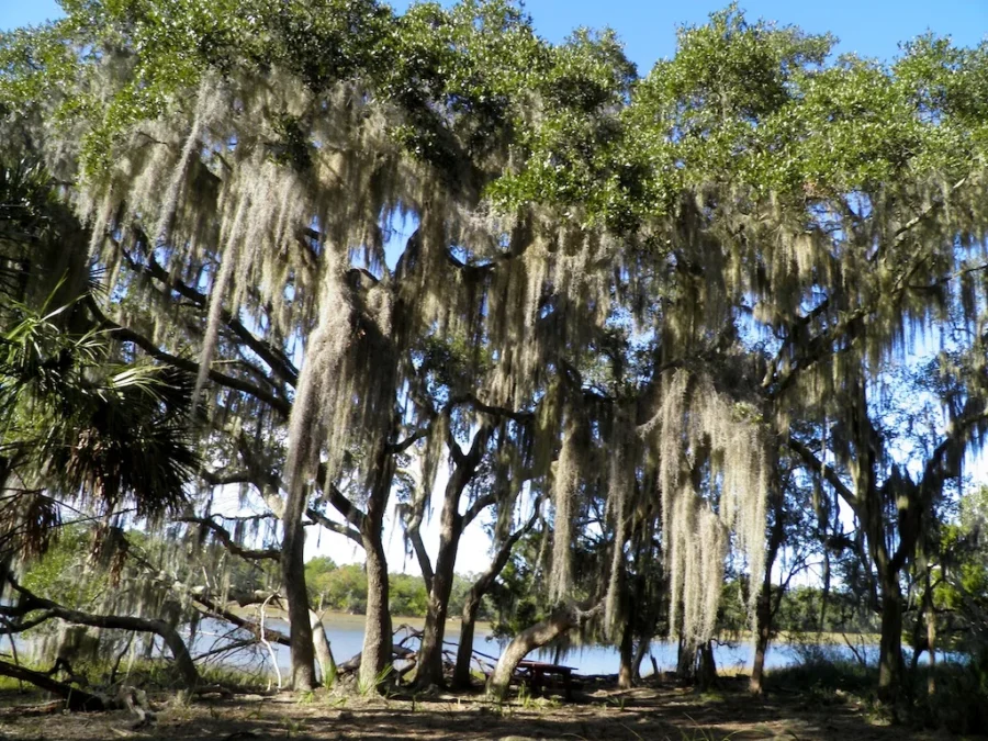 Skidaway Island State Park (Georgia)