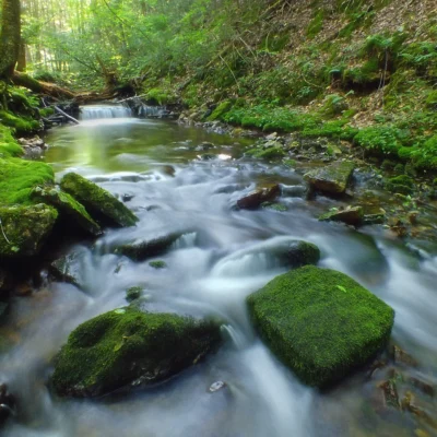Snyder-Middleswarth State Park