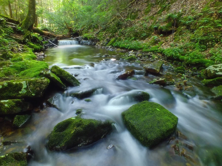 Clear stream rushing past moss-covered boulders in a forest, Snyder-Middleswarth State Park, Pennsylvania