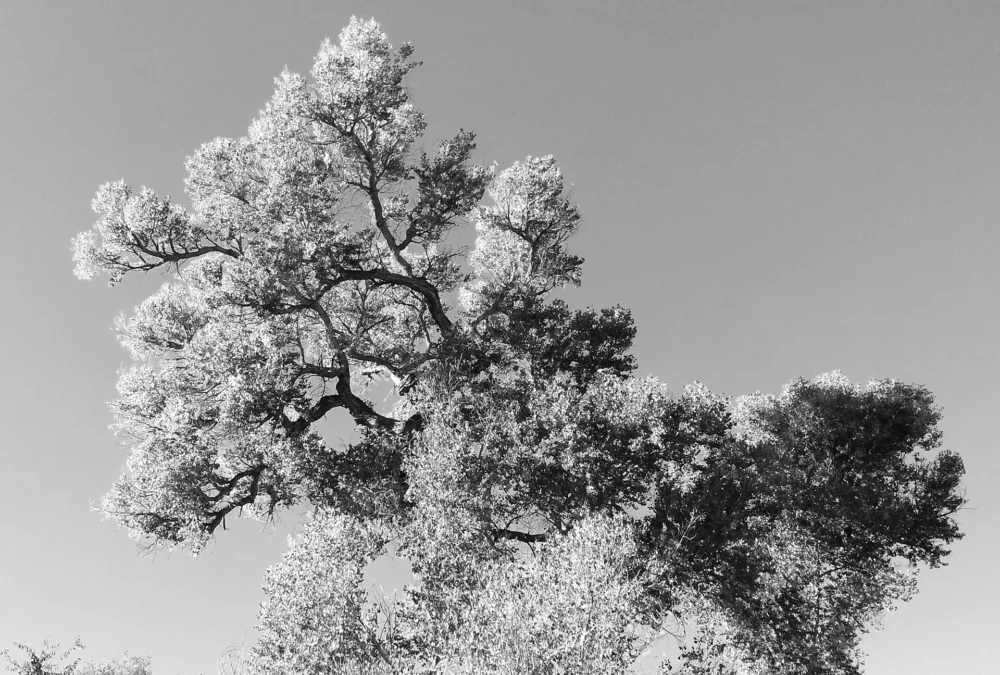 Sonoita Creek State Natural Area (Arizona)